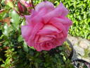 Mim's Rose rose photo