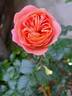 Coral Lions-Rose ® rose photo