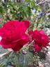 You and Me rose photo
