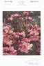 Betty Prior rose photo