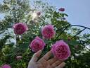Coupe d'Hébé rose photo