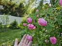Coupe d'Hébé rose photo