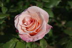 Anne Talau rose photo