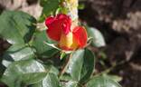 Aquarelle rose photo