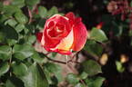 Aquarelle rose photo