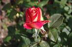 Aquarelle rose photo