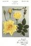 Golden Masterpiece rose photo