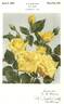 Goldilocks rose photo