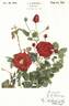 Red Pinocchio rose photo