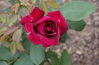 Josephine Bruce rose photo