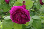 Mogador rose photo