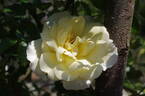 Leverkusen rose photo