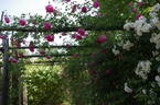 Alexandre Girault rose photo
