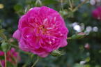 Alexandre Girault rose photo