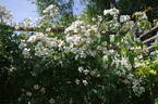Sir Cedric Morris rose photo