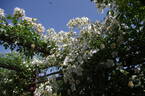 Sir Cedric Morris rose photo