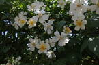 Sir Cedric Morris rose photo