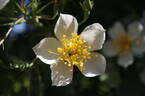 Sir Cedric Morris rose photo
