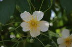 Sir Cedric Morris rose photo