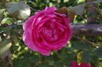 Pink Cloud rose photo