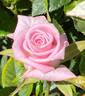 Baby Boomer rose photo
