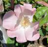 Akiko San rose photo