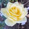 Butter Cream ™ rose photo