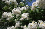 Louis' Rambler rose photo