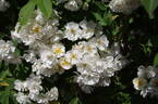 Louis' Rambler rose photo