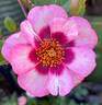 Diane Sommers rose photo