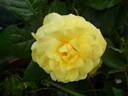 Yellow Brick Road rose photo