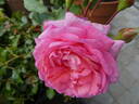 Mim's Rose rose photo