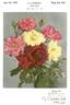 Masquerade rose photo