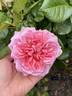 Rosemantic Pink rose photo