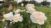 For Xindi rose photo