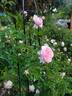Reminiscent Pink ™ rose photo