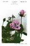 Judy Hart rose photo