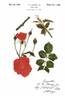 Fusilier rose photo
