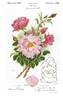 Reno rose photo