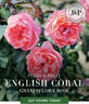 English Coral rose photo