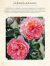 English Coral rose photo