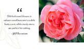 English Coral rose photo