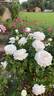 For Xindi rose photo