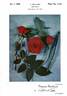 Bonica ® rose photo
