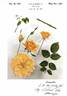 Yellow Dazzler rose photo