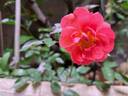 Folle Framboise ® rose photo