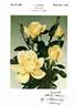 Isobel Harkness rose photo