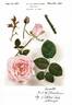 Pink Lustre rose photo