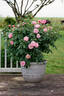 Peachy Knock Out ® rose photo