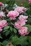 Peachy Knock Out ® rose photo